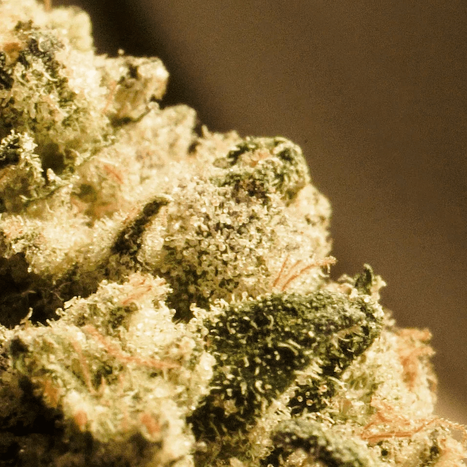 Staffing Challenges in the Cannabis Industry and How to Overcome Them