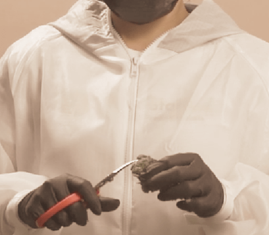 Professional Cannabis Trimmers: A Vital and Skilled Profession