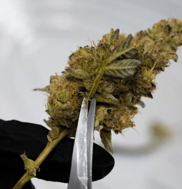 Finding Qualified Professional Cannabis Trimmers